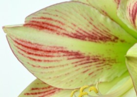 hippeastrum Ambiance ® (4)